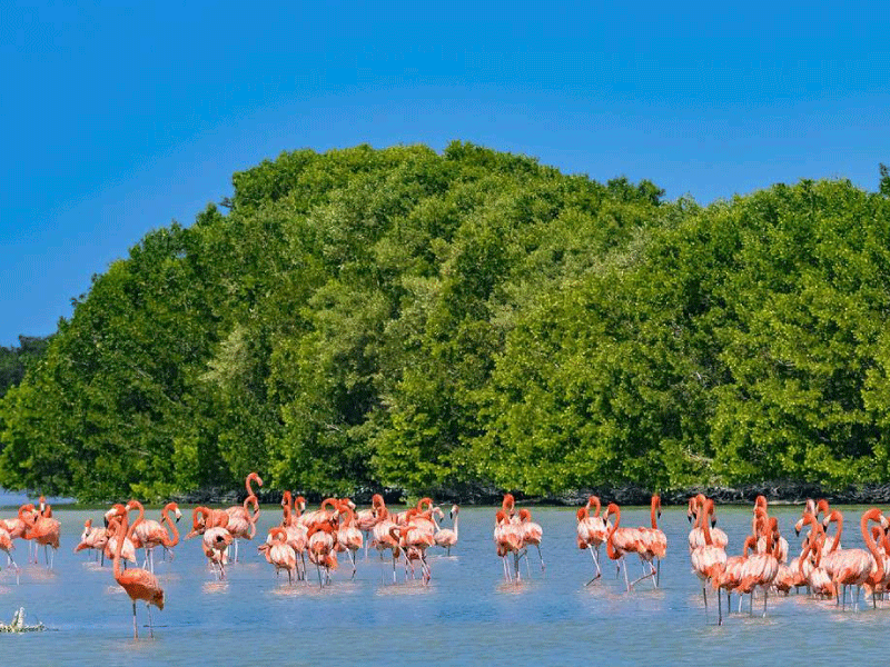 Watch Flamingos, Alligators, & Pelicans up close in this Tour to Celestun