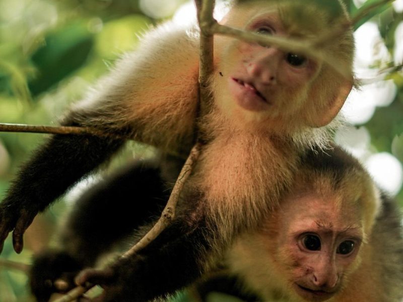 Full Day All-Inclusive Tour to Manuel Antonio National Park from San Jose Costa Rica