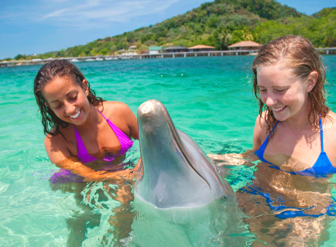 Swim with Dolphins & Starfish + Visit the Coral Reef & the Mangroves in Roatan