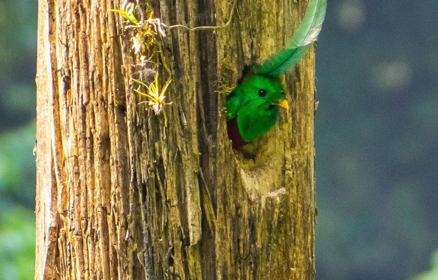Quetzal Quest Birdwatching Adventure at Rey Tepepul Lookout