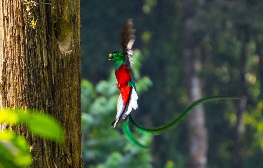 Quetzal Quest Birdwatching Adventure at Rey Tepepul Lookout