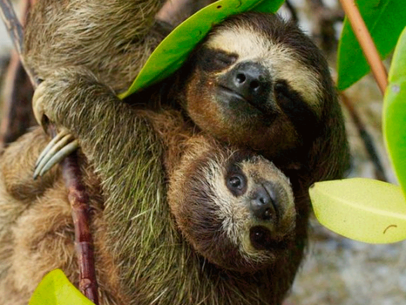 Sloths and Coffee: A Wildlife Sanctuary and Coffee Farm Journey